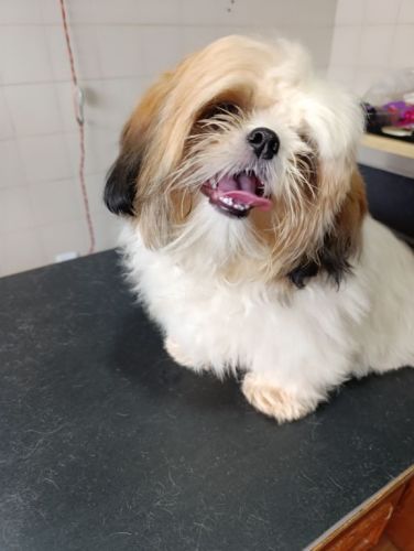 especialista em tosa bebêbanho e tosa 771625