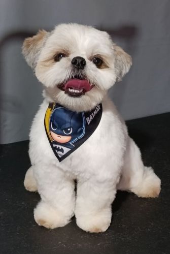 especialista em tosa bebêbanho e tosa 771628