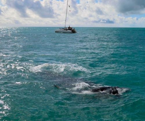 Expedição ao Arquipélago de Abrolhos 773868