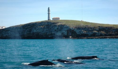 Expedição ao Arquipélago de Abrolhos 773869