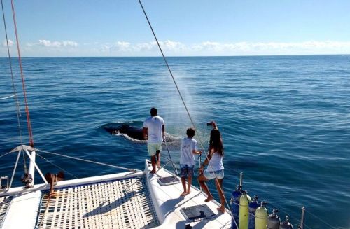 Expedição ao Arquipélago de Abrolhos 773871