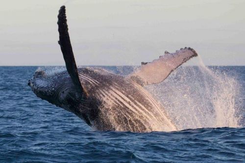 Expedição ao Arquipélago de Abrolhos 773876