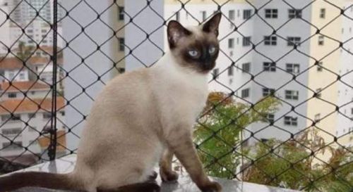 favorita redes de proteção em parada de taipas  777948