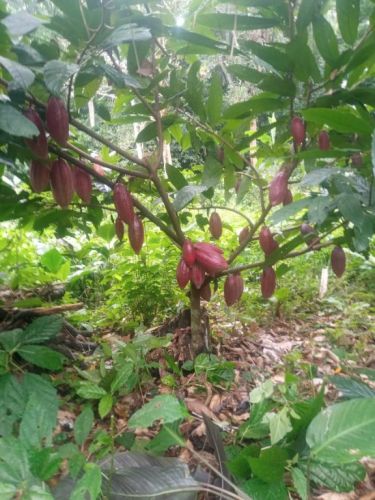 fazenda produtora de cacau bahia 751349