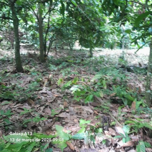 fazenda produtora de cacau bahia 751350