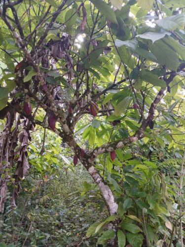 fazenda produtora de cacau bahia 751351