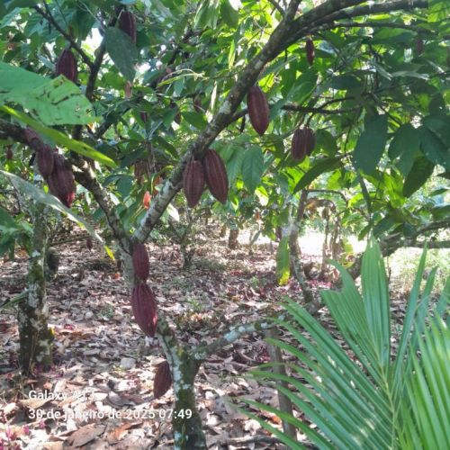 fazenda produtora de cacau bahia 751352