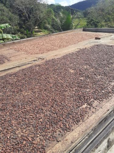 fazenda produtora de cacau bahia 751357