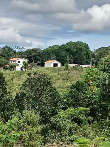 fazenda produtora de cacau bahia 751358