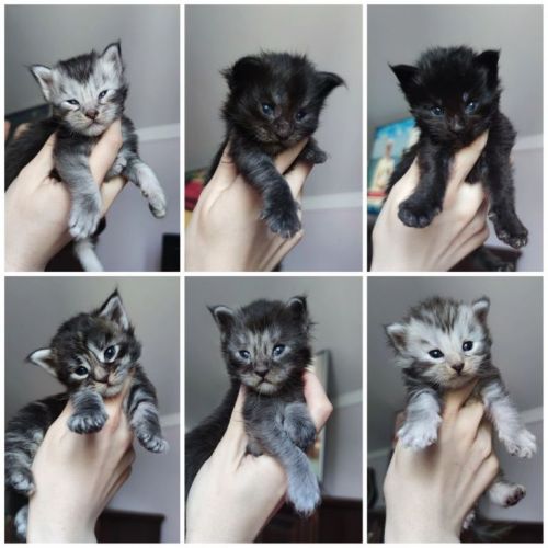 Filhote de Maine Coon - Beleza Selvagem e Personalidade Doce 771238