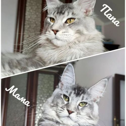 Filhote de Maine Coon - Beleza Selvagem e Personalidade Doce 771239