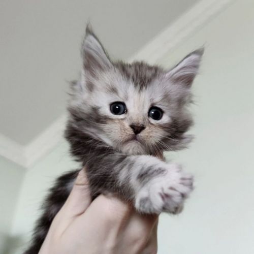 Filhote de Maine Coon - Beleza Selvagem e Personalidade Doce 771241