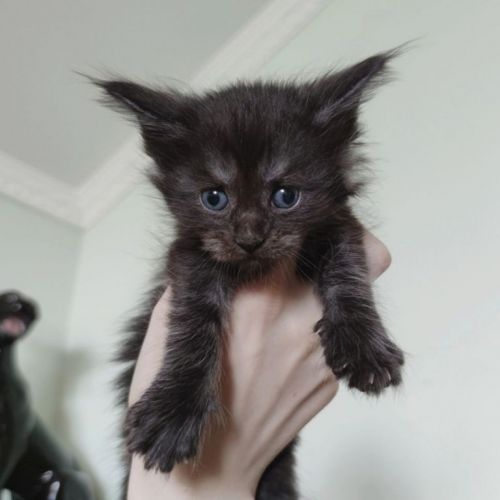 Filhote de Maine Coon - Beleza Selvagem e Personalidade Doce 771242