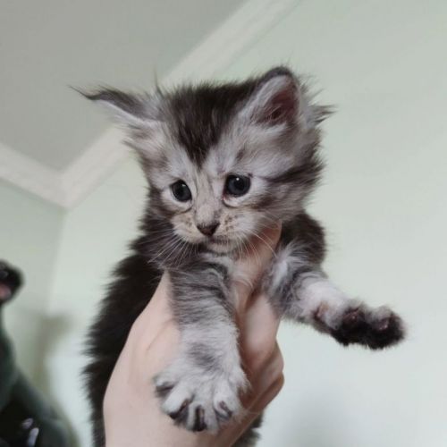 Filhote de Maine Coon - Beleza Selvagem e Personalidade Doce 771243