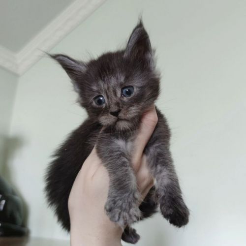 Filhote de Maine Coon - Beleza Selvagem e Personalidade Doce 771244