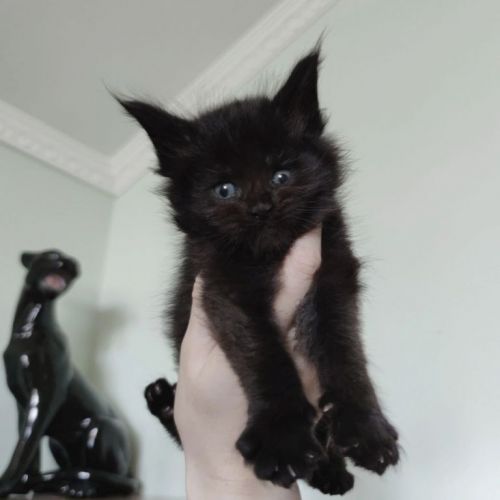 Filhote de Maine Coon - Beleza Selvagem e Personalidade Doce 771245