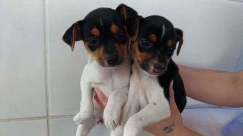 Fox Paulistinha Lindos Filhotes           770711