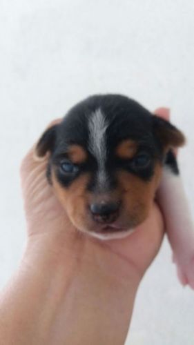 Fox Paulistinha Lindos Filhotes           770712