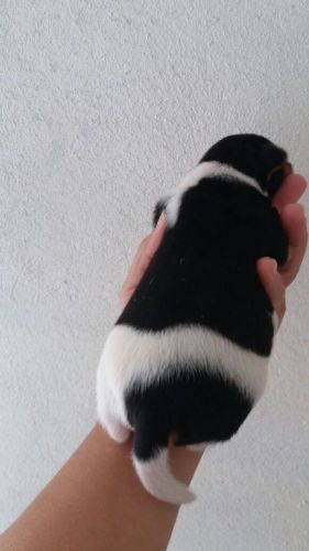 Fox Paulistinha Lindos Filhotes           770714