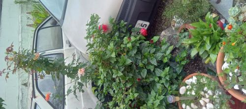 Gol 94  - Peças - Veículo Baixado No Detran. 772330