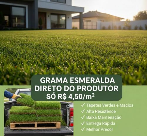 Grama Esmeralda de Excelente qualidade direto do produtor rural 770125