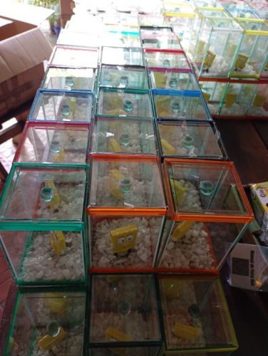 Kit festa com peixe betta e aquário para lembrancinhas  767315