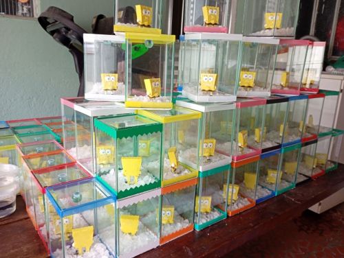 Kit festa com peixe betta e aquário para lembrancinhas  767317