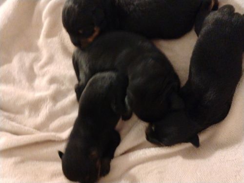 Lindos filhotes de rottweiler  752341
