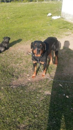 Lindos filhotes de rottweiler  752343
