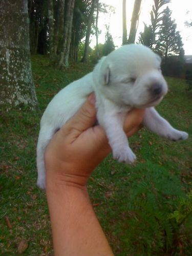 Maltês Lindos Filhotes 770742