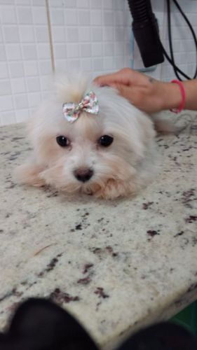 Maltês Lindos Filhotes 770744