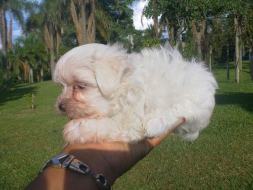 Maltês Lindos Filhotes 770745