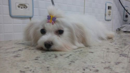 Maltês Lindos Filhotes 770746