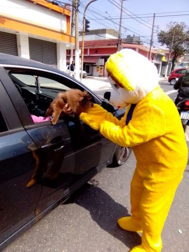  ação promocional para pet shop    eventos pet entrega de amostras grátis  771954