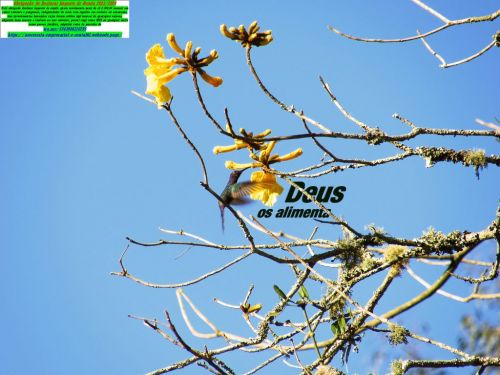 Mei Contabilidade Santa Catarina  739914