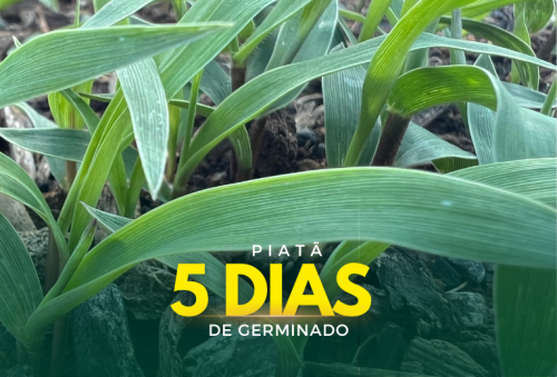 Oferta Exclusiva: Semente de Capim Brs Piatã Peletizado 10kg – Valor Nutritivo Superior Agromax 760909