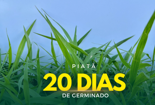 Oferta Exclusiva: Semente de Capim Brs Piatã Peletizado 10kg – Valor Nutritivo Superior Agromax 760910