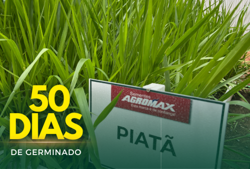Oferta Exclusiva: Semente de Capim Brs Piatã Peletizado 10kg – Valor Nutritivo Superior Agromax 760911