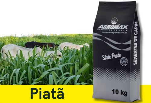 Oferta Exclusiva: Semente de Capim Brs Piatã Peletizado 10kg – Valor Nutritivo Superior Agromax 760914