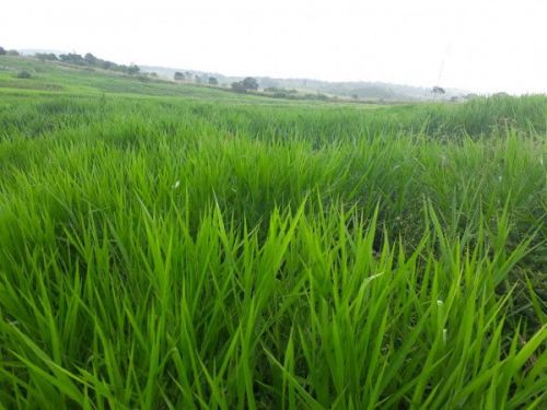 Oferta Exclusiva: Semente de Capim Decumbens Peletizado 10kg – Rusticidade e Qualidade Agromax 760812