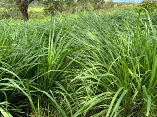 Oferta Exclusiva: Semente de Capim Massai Peletizado 10kg – Rusticidade e Versatilidade Agromax 760840