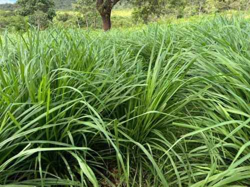 Oferta Exclusiva: Semente de Capim Massai Peletizado 10kg – Rusticidade e Versatilidade Agromax 760841