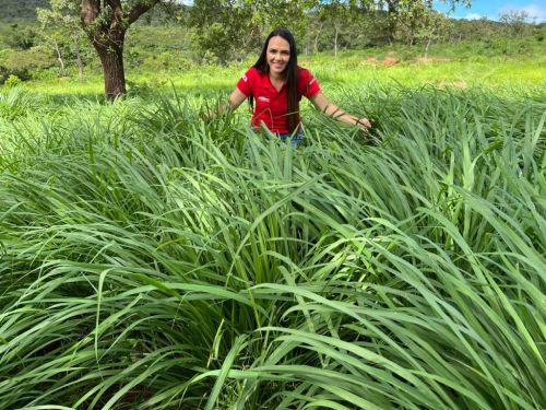 Oferta Exclusiva: Semente de Capim Massai Peletizado 10kg – Rusticidade e Versatilidade Agromax 760842
