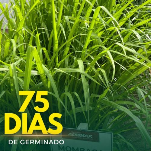 Oferta Exclusiva: Semente de Capim Mombaça Peletizado 10kg – Alta Produtividade Agromax 760819