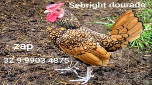Ovos Galados Férteis De Galinhas Sebright Prata Dourado Zebraite 592267