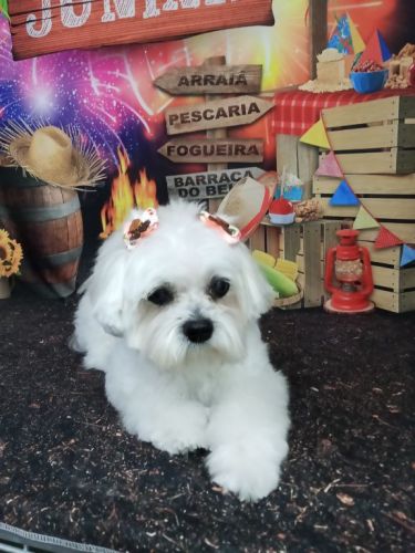 Patpet banho e tosa 753002