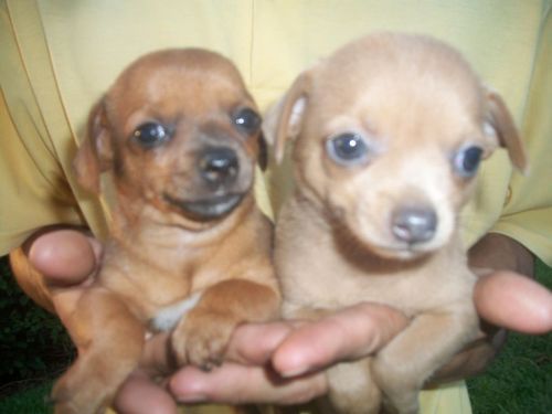 Pinscher lindos filhotes  771764