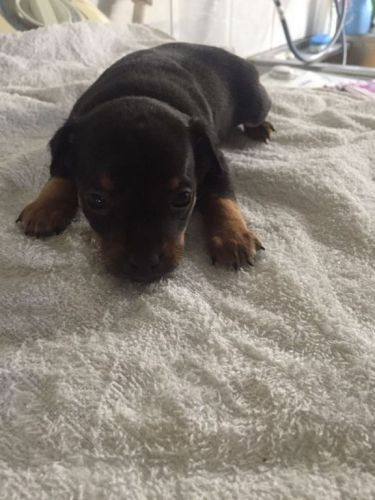 Pinscher lindos filhotes  771765