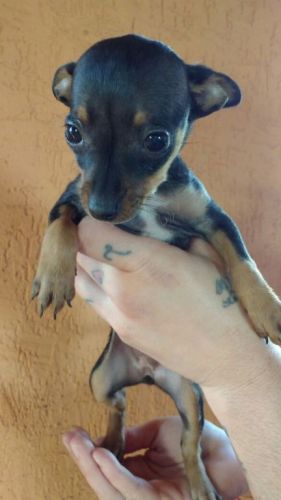 Pinscher lindos filhotes  771766