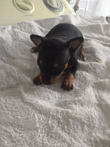 Pinscher lindos filhotes  771767